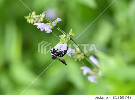 幸せを呼ぶ青い蜂(ブルービー)・ルリモンハナバチ 幸せを呼ぶ青い蜂(ブルービー)・ルリモンハナバチ 81269748