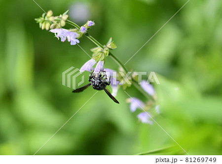 幸せを呼ぶ青い蜂（ブルービー）・ルリモンハナバチ 81269749