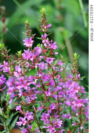 お盆に仏壇に供える花 お盆に仏壇に供える花 81270394