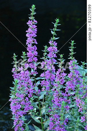 お盆に仏壇に供える花の写真素材