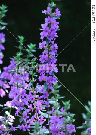 お盆に仏壇に供える花の写真素材