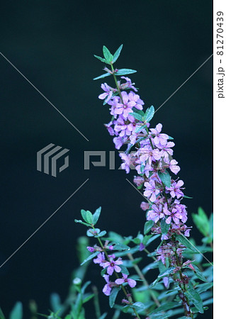 お盆に仏壇に供える花の写真素材