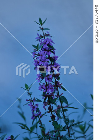 お盆に仏壇に供える花 お盆に仏壇に供える花 81270440
