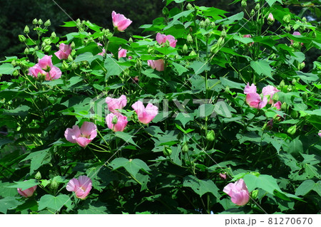 日本の美を象徴する花 81270670
