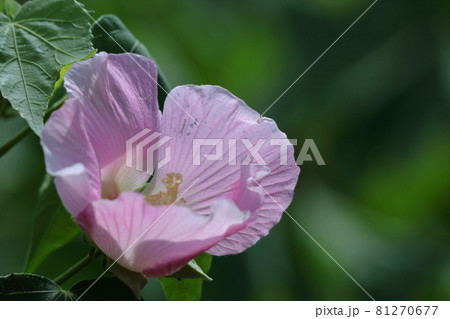 日本の美を象徴する花 81270677