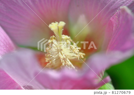 日本の美を象徴する花 81270679