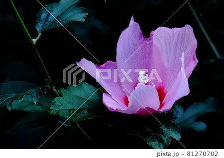 日本の美を象徴する花 81270702