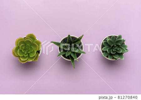 Three mini succulents in pot on violet background Top view Flat lay Three mini succulents in pot on violet background Top view Flat lay 81270840