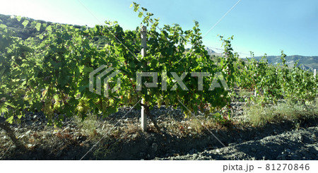Reminder about taste of white wine. Sun filled vineyard is located on hillside. Reminder about taste of white wine. Sun filled vineyard is located on hillside. 81270846