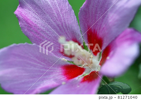 ハイビスカスに似た花の写真素材