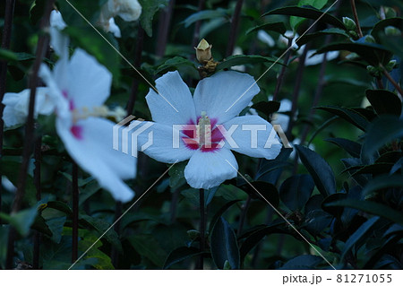 ハイビスカスに似た花 ハイビスカスに似た花 81271055