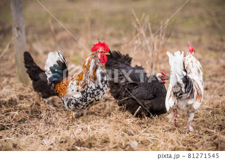 Roosters and hens walking around the poultry yard 81271545