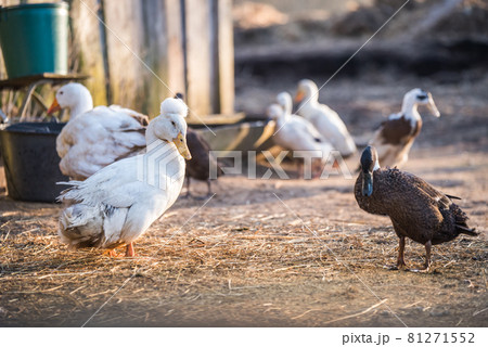 Group of geese walking around yard and garden Group of geese walking around yard and garden 81271552