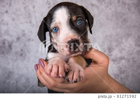 Louisiana Catahoula Leopard Dog puppy on hands 81271592