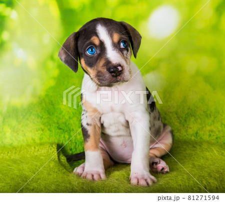 Louisiana Catahoula Leopard Dog puppy close up portrait 81271594