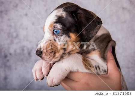 Louisiana Catahoula Leopard Dog puppy on hands 81271603