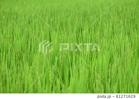 生育途中の稲 生育途中の稲 81271629