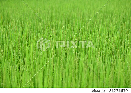 生育途中の稲 生育途中の稲 81271630