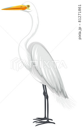 Great Egret in cartoon style on white background Great Egret in cartoon style on white background 81271861