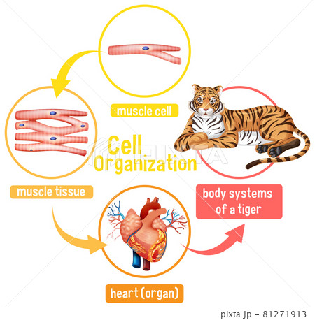 Diagram showing cell organization in a tiger 81271913