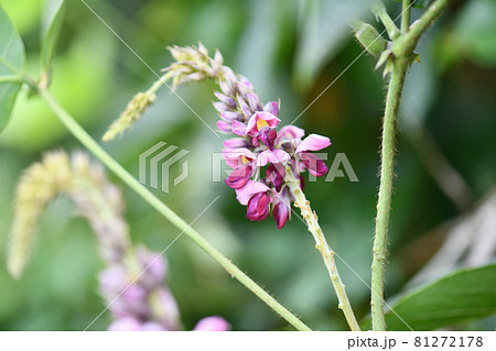 葛（クズ）の花 81272178