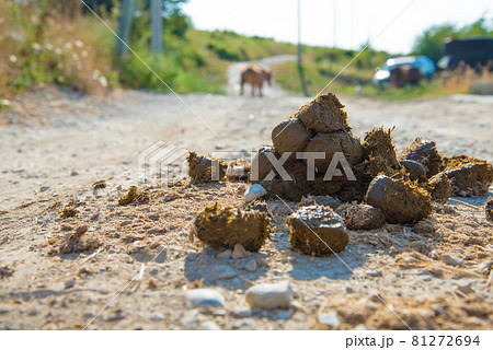 A pile of horse dung on the road. Close-up. A horse is visible against a blurred background 81272694