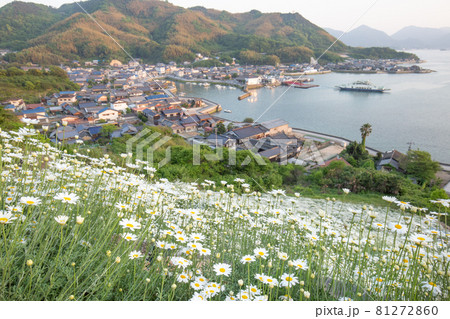 今はフェリーが廃止された重井港を望む因島の除虫菊畑　広島県尾道市 81272860
