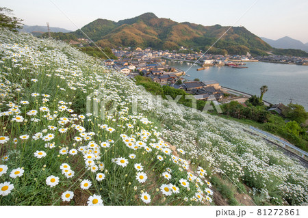 今はフェリーが廃止された重井港を望む因島の除虫菊畑 広島県尾道市 今はフェリーが廃止された重井港を望む因島の除虫菊畑 広島県尾道市 81272861