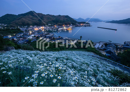 今はフェリーが廃止された重井港を望む因島の除虫菊畑　広島県尾道市 81272862