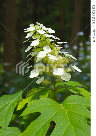 白い紫陽花　柏葉の葉 81273585