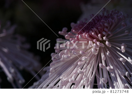 満開の菊花 管物（薄ピンク） 81273748