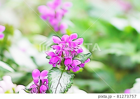 パステル調　”オドリコソウ”ラミウム””　イラストイメージ 81273757