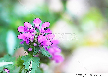 パステル調　”オドリコソウ”ラミウム””　イラストイメージ 81273759