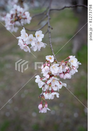 桜 さくら サクラ 春 桜 さくら サクラ 春 81273798