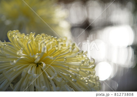 満開の菊花 管物(薄クリーム色) 満開の菊花 管物(薄クリーム色) 81273808