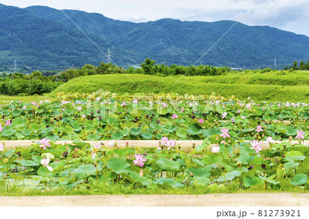 あつかし千年公園の中尊寺蓮 福島県国見町 あつかし千年公園の中尊寺蓮 福島県国見町 81273921