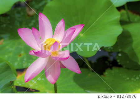 あつかし千年公園の中尊寺蓮　福島県国見町 81273976