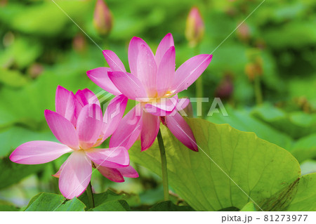 あつかし千年公園の中尊寺蓮　福島県国見町 81273977