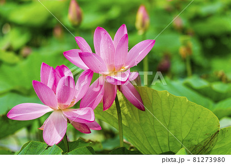 あつかし千年公園の中尊寺蓮 福島県国見町 あつかし千年公園の中尊寺蓮 福島県国見町 81273980