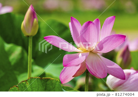 あつかし千年公園の中尊寺蓮　福島県国見町 81274004