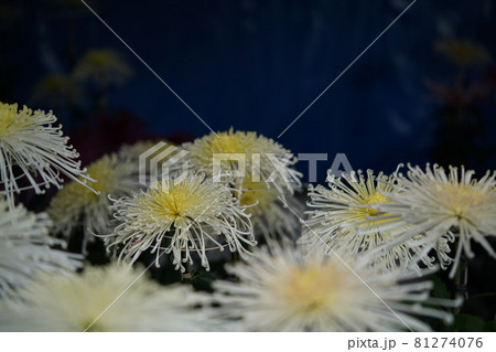 満開の菊花 管物菊(クリーム色) 満開の菊花 管物菊(クリーム色) 81274076