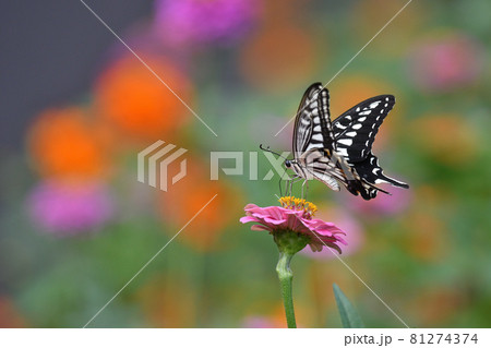 ジニアとアゲハチョウ 81274374