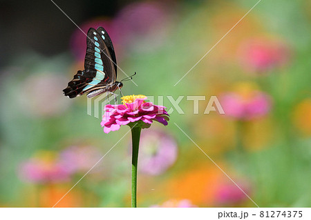アオスジアゲハとジニア 81274375