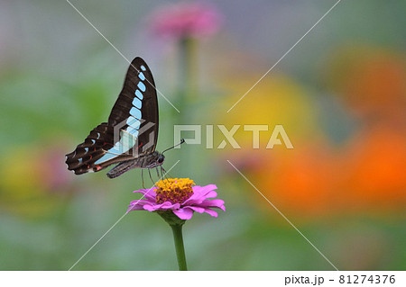 アオスジアゲハとジニア 81274376