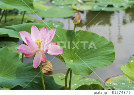 あつかし千年公園の中尊寺蓮　福島県国見町 81274379