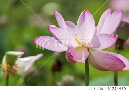 あつかし千年公園の中尊寺蓮 福島県国見町 あつかし千年公園の中尊寺蓮 福島県国見町 81274430