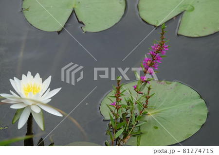 秋の七草のミソハギと白い睡蓮の花 秋の七草のミソハギと白い睡蓮の花 81274715