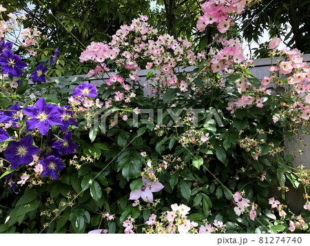 ピンク色のミニバラと紫色のクレマチスの花 ピンク色のミニバラと紫色のクレマチスの花 81274740