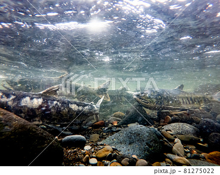 水中撮影 川を上る鮭 北海道増毛町 水中撮影 川を上る鮭 北海道増毛町 81275022