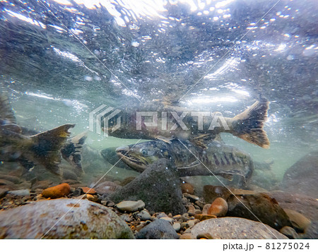 水中撮影  川を上る鮭  北海道増毛町 81275024